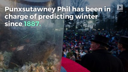 Essential Punxsutawney Phil Facts for Groundhog Day