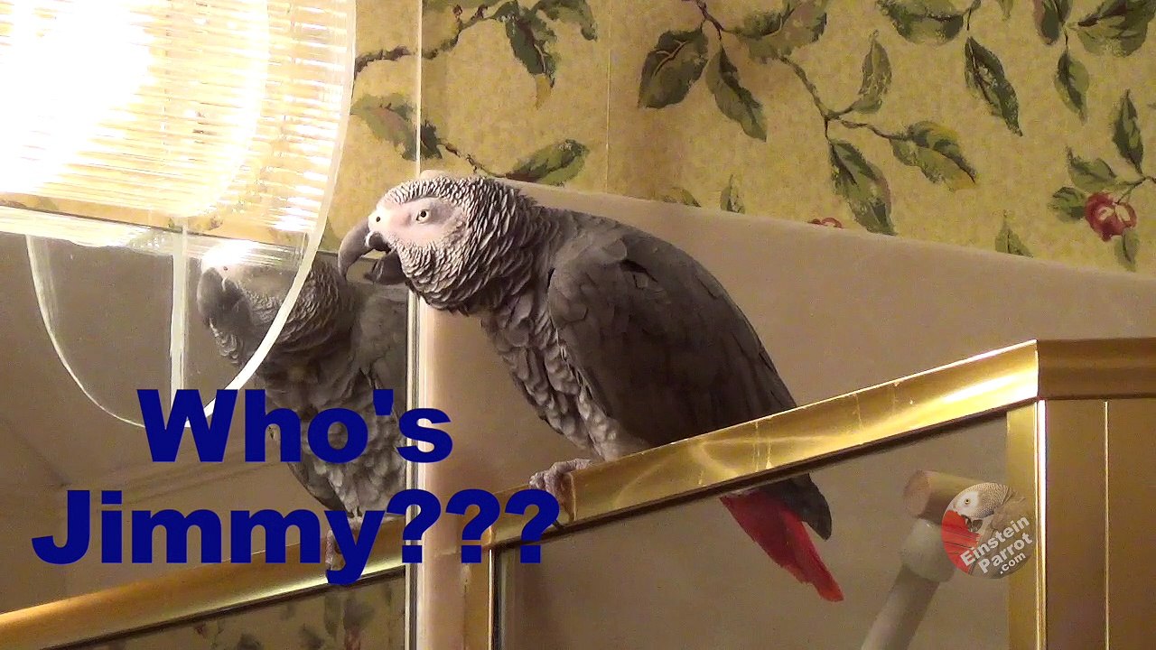 Parrot creates his own mash-up with some hysterical words!