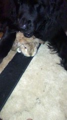 Newfoundland Dog and Bunny are Friends