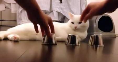 donde quedo la bolita