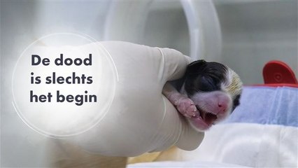 Hondje klonen? Het kan, als je genoeg geld meebrengt...