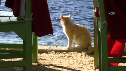 Dünyaca Ünlü Sahil ve Plajlar Sokak Hayvanlarına Kaldı