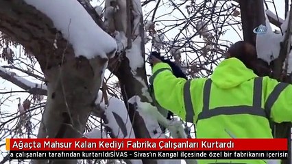 Ağaçta Mahsur Kalan Kediyi Fabrika Çalışanları Kurtardı