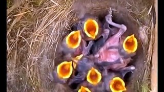 Cyanistes caeruleus chicks from hatching to fledging