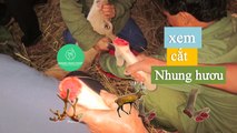 [ NhungHuouShop.com] Cách cắt nhung hươu tươi, khai thác nhung hươu