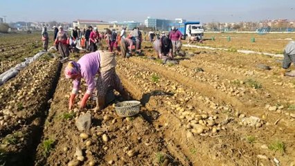 Ödemiş'te Patates Hasadı Sürüyor