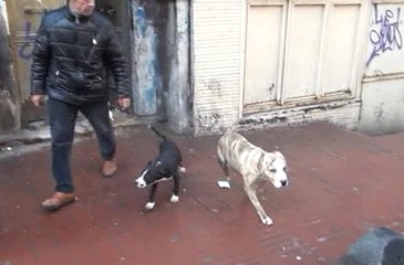 Taksim'de Metruk Binada Dövüş Köpekleri Bulundu