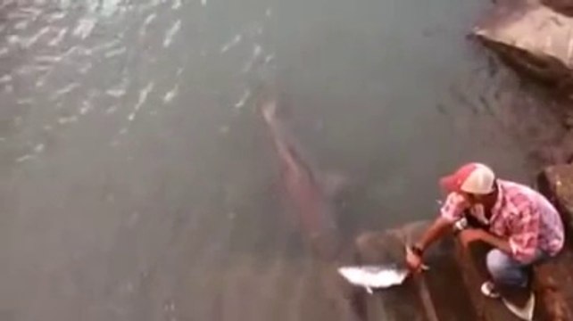 Il nourrit un énorme poisson chat à la main... Impressionnant