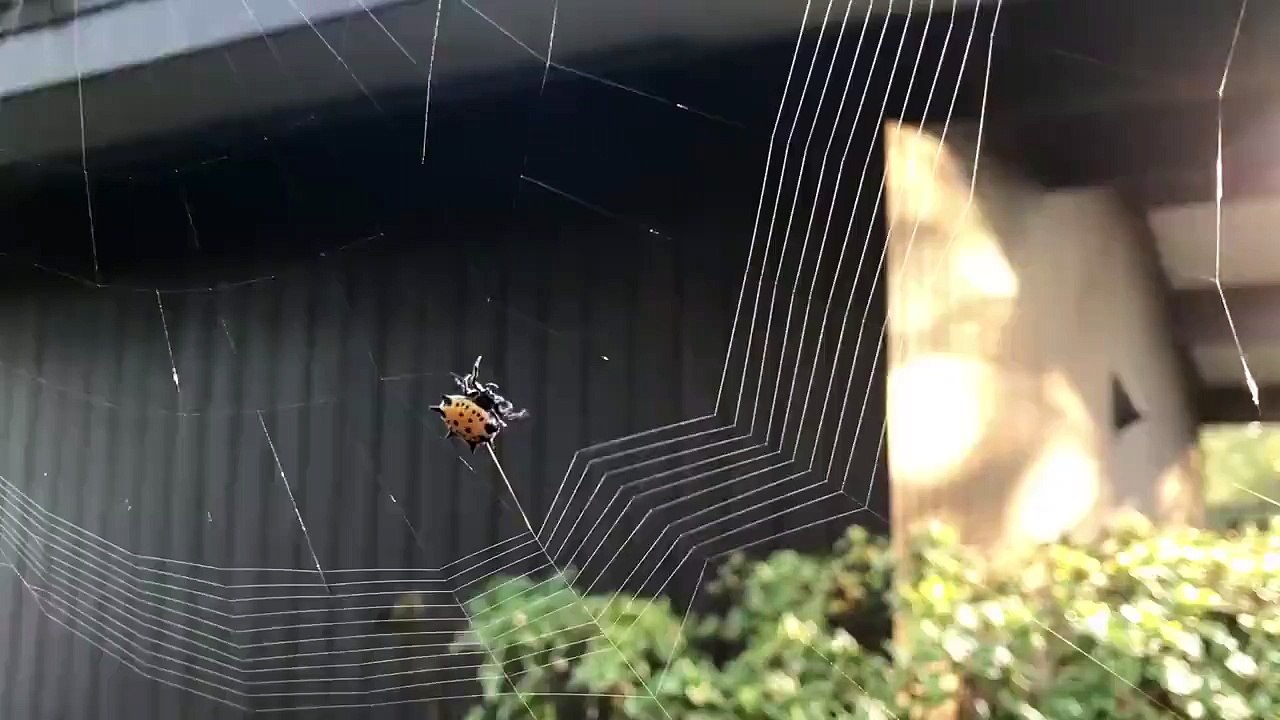 Laissez-vous hypnotiser par cette araignée qui tisse sa toile