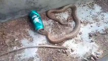 Ce Cobra a la tête coincée dans une canette de bière... Pas simple de sauver le serpent