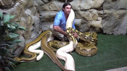 Download Video: Il s'amuse avec ses 3 énormes serpents... Dingue