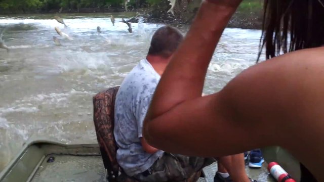 Quand des centaines de poissons se mettent à sauter dans tout les sens... Dangereux