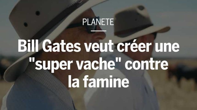 Bill Gates veut développer une « super vache » contre la malnutrition