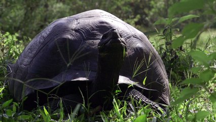 Equateur : Donfaustoi, le dernier géant découvert aux Galapagos