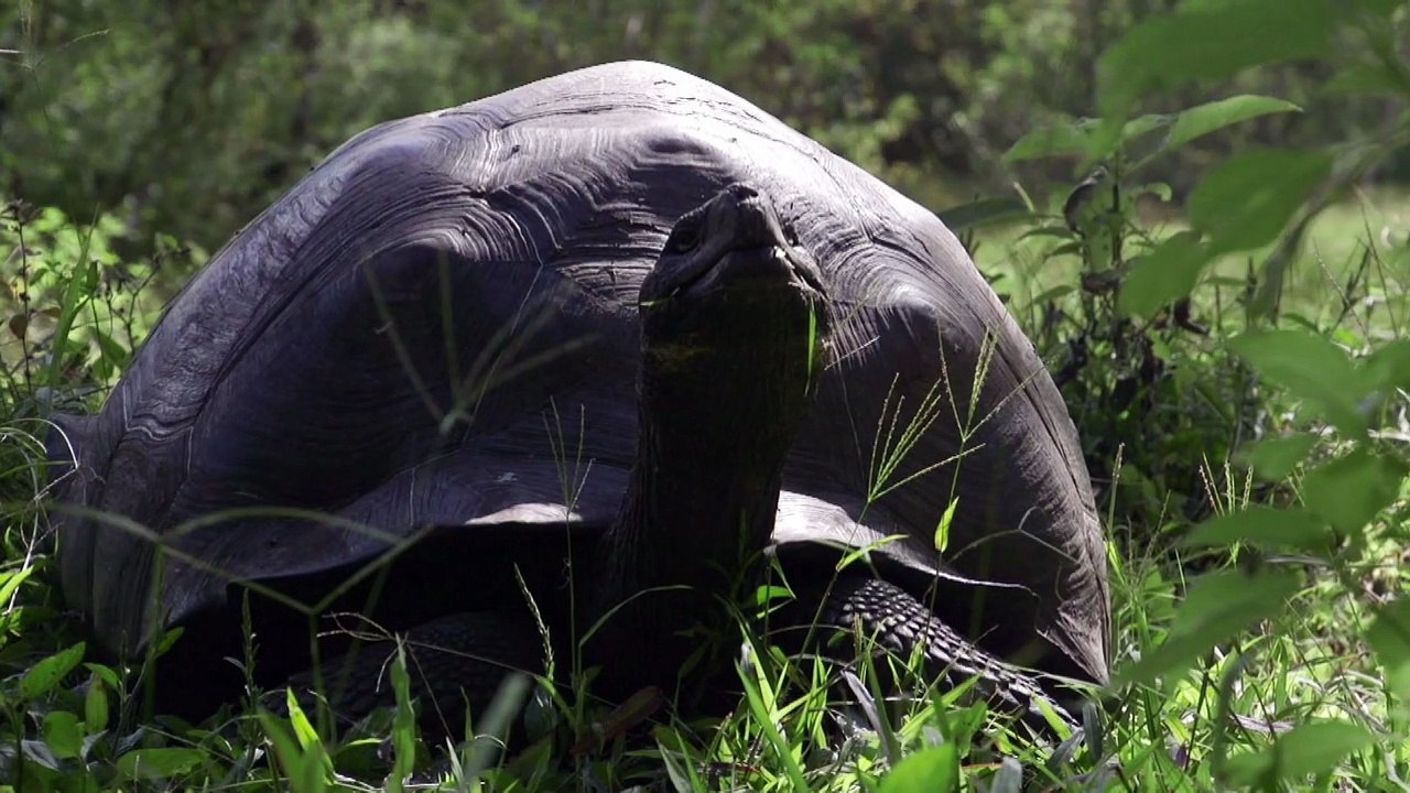 Equateur : Donfaustoi, le dernier géant découve...