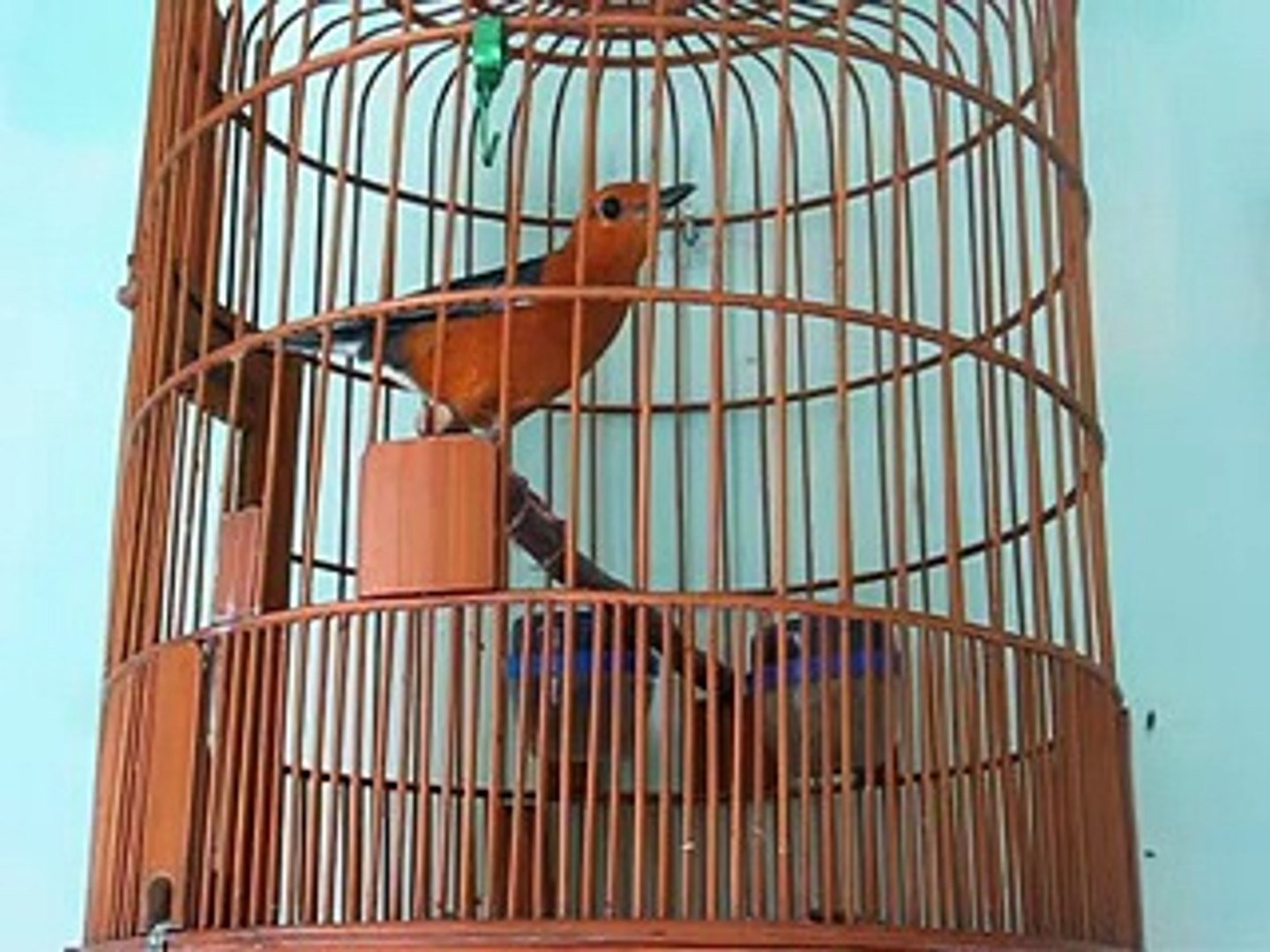 Video Anis Merah Teler Keras Buka Ekor Video Dailymotion