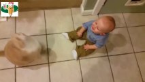 Best Babies Laughing Hysterically at Cats Compilation (2017)
