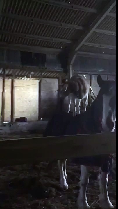 Une chèvre sur un cheval