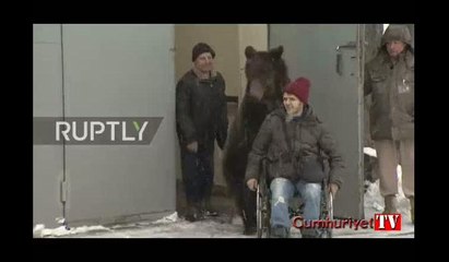 Sakatlanan bakıcısına sevimli ayı refakat etti...