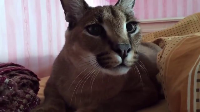 Il a un très très gros chat de compagnie... Caracal apprivoisé