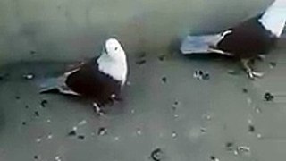 (2) Shirazi Pigeons_3