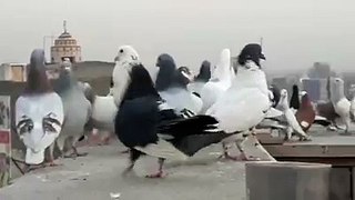 (2) Shirazi Pigeons_2