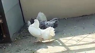 (3) Shirazi Pigeons_2