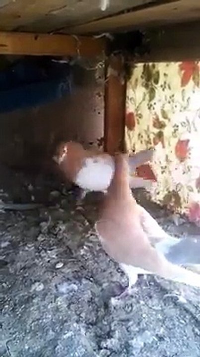 Shirazi Pigeons