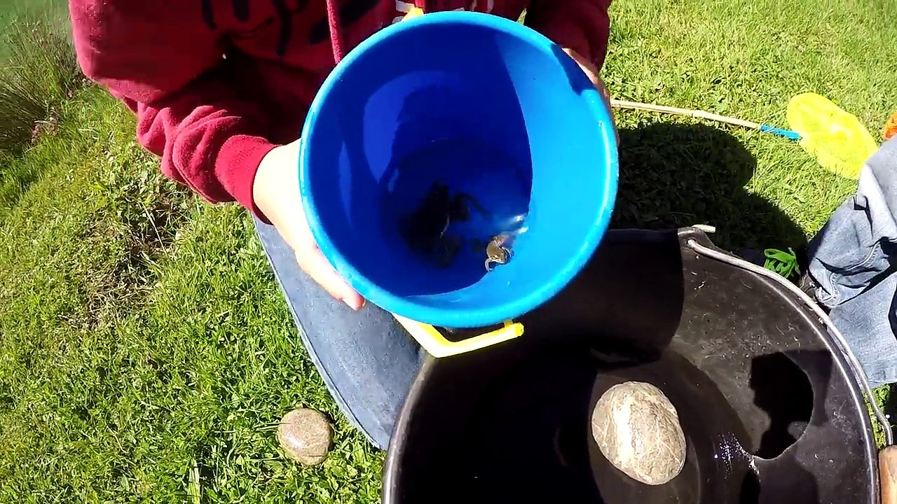 VLOG - Pêche aux grenouilles - Sortie nature pour Swan et Néo