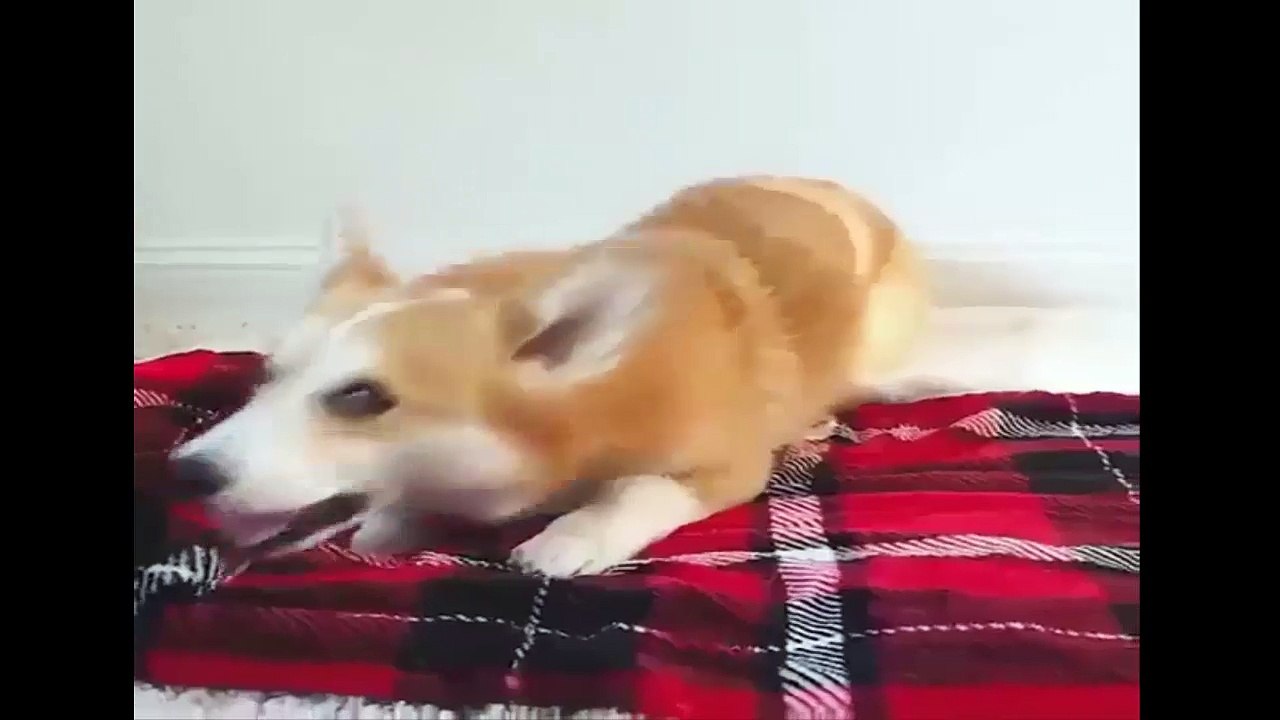 les chiens sont si drôles #1