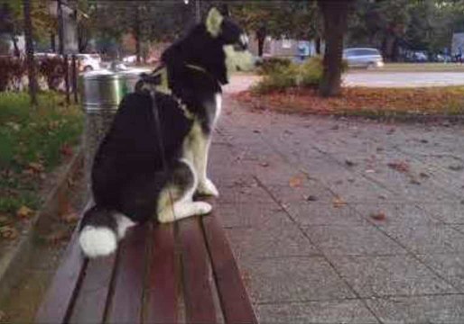 Alaskan Malamute Howls to The Sound of Ambulance Sirens