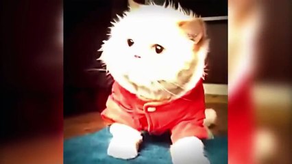 Funny Cats Dancing to Music