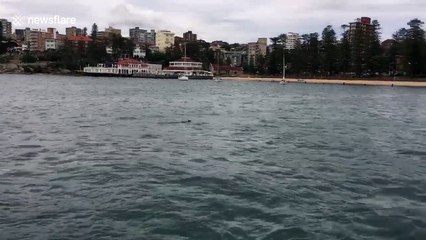 Wallaby stuns ferry passengers in Sydney Harbour
