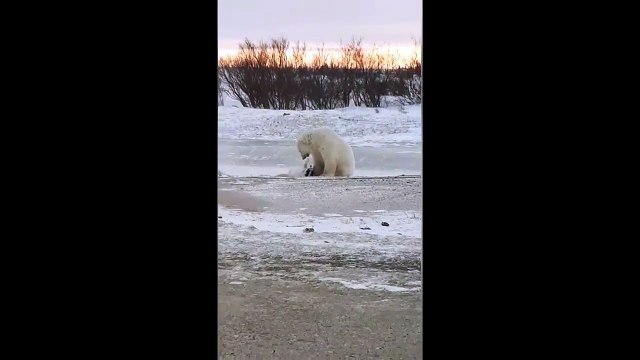 Un ours polaire vs Un chien !