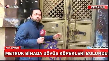 Taksim’de metruk binada dövüş köpekleri bulundu