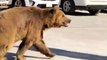 Bear Wanders into Basra City in Iraq