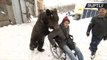 Unbearlievable! Bear Pushes Injured Trainer Around in Wheelchair