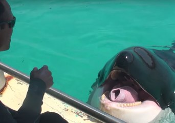 Orca Learns How to Imitate Human Speech
