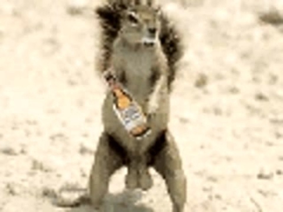 Video Animaux pas normale