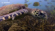 Endangered hawksbill sea turtle tries to give diver a kiss