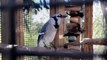 Blue Jay Expertly Mimics a Cat's 'Meow' at Florida Bird Center