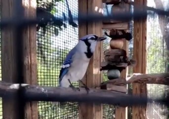 Blue Jay Expertly Mimics a Cat's 'Meow' at Florida Bird Center