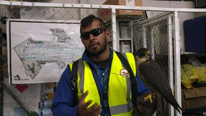 صقور جوالة تسهر على سلامة الرحلات الجوية في مطار مكسيكو