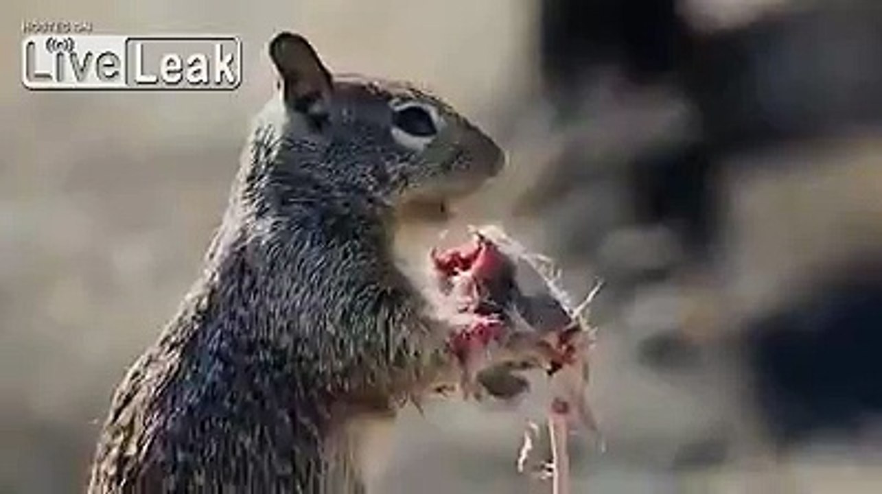 Mignon cet écureuil !! Qui mange une souris... LOL