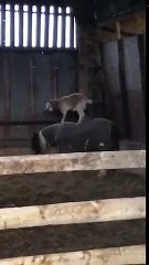 Ok... une chèvre.. SUR UN CHEVAL!?!