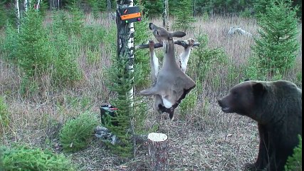 Cet ours défonce un piège électrique pour manger la viande suspendue !