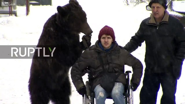 Cet ours pousse son dresseur en fauteuil roulant