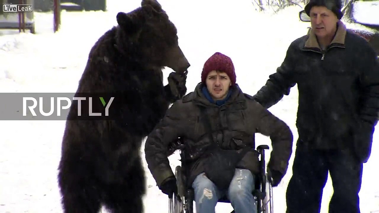 Cet ours pousse son dresseur en fauteuil roulant