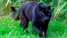 Black Panther FULL MOVIE