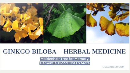 Ginkgo Biloba